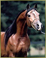 Click here to see our premier stallion, Scandalous Legacy