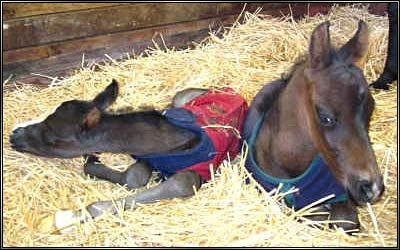 Twin Arabian Foals