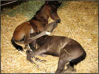 Click to view the Twin Arabian Foals