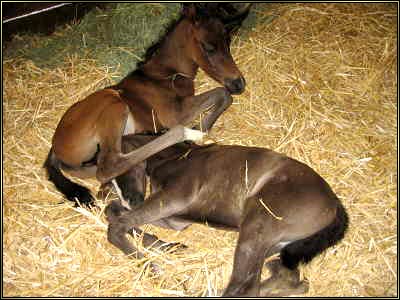 Twin Arabian Foals