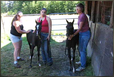 Twin Arabian Foals