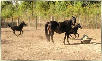 Twin Arabian Foals