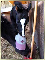 Twin Arabian Foals