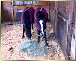 Twin Arabian Foals