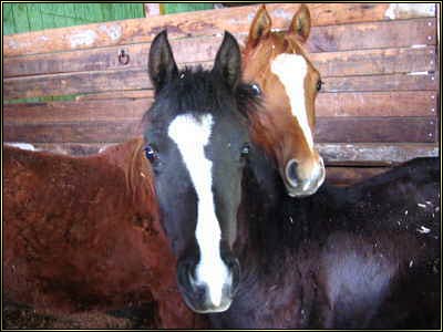 Twin Arabian Foals