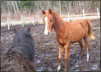 Twin Arabian Foals